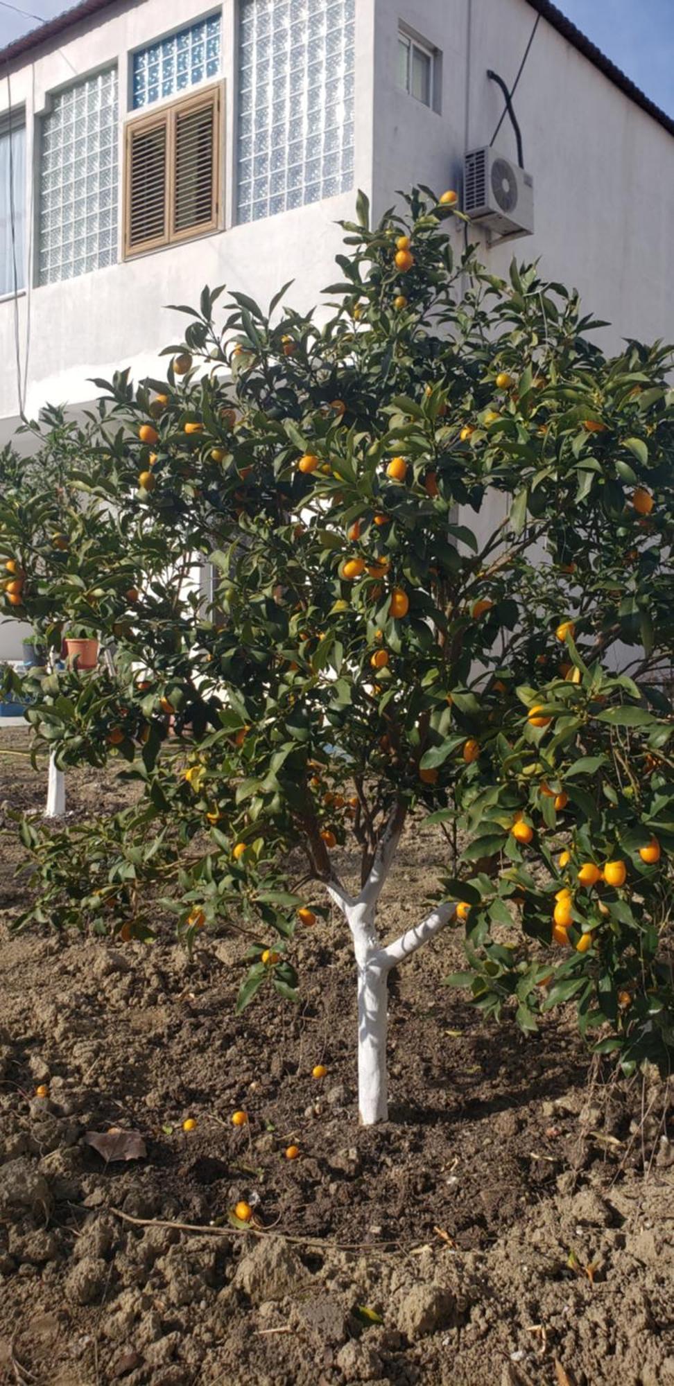 דורס Pomegranates & Olives Guesthouse מראה חיצוני תמונה